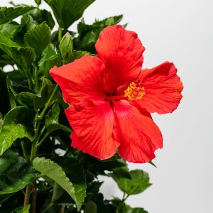 Hibiscus