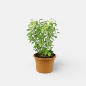 Tulsi
