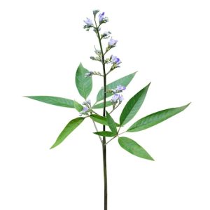 Nirgundi 2.5%